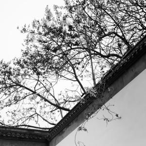 出墙来