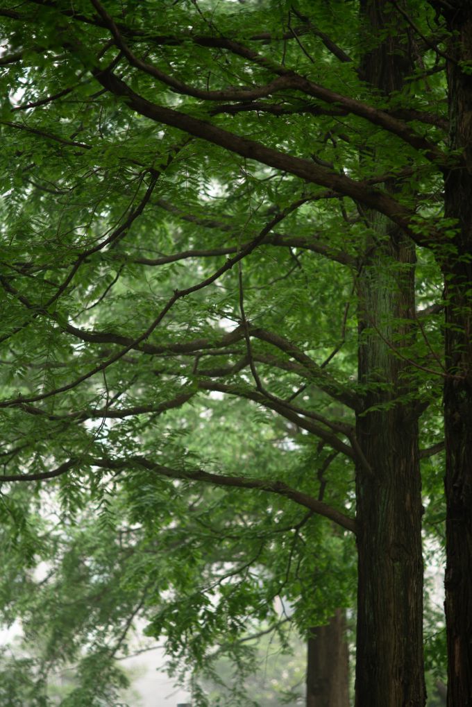 Canopy