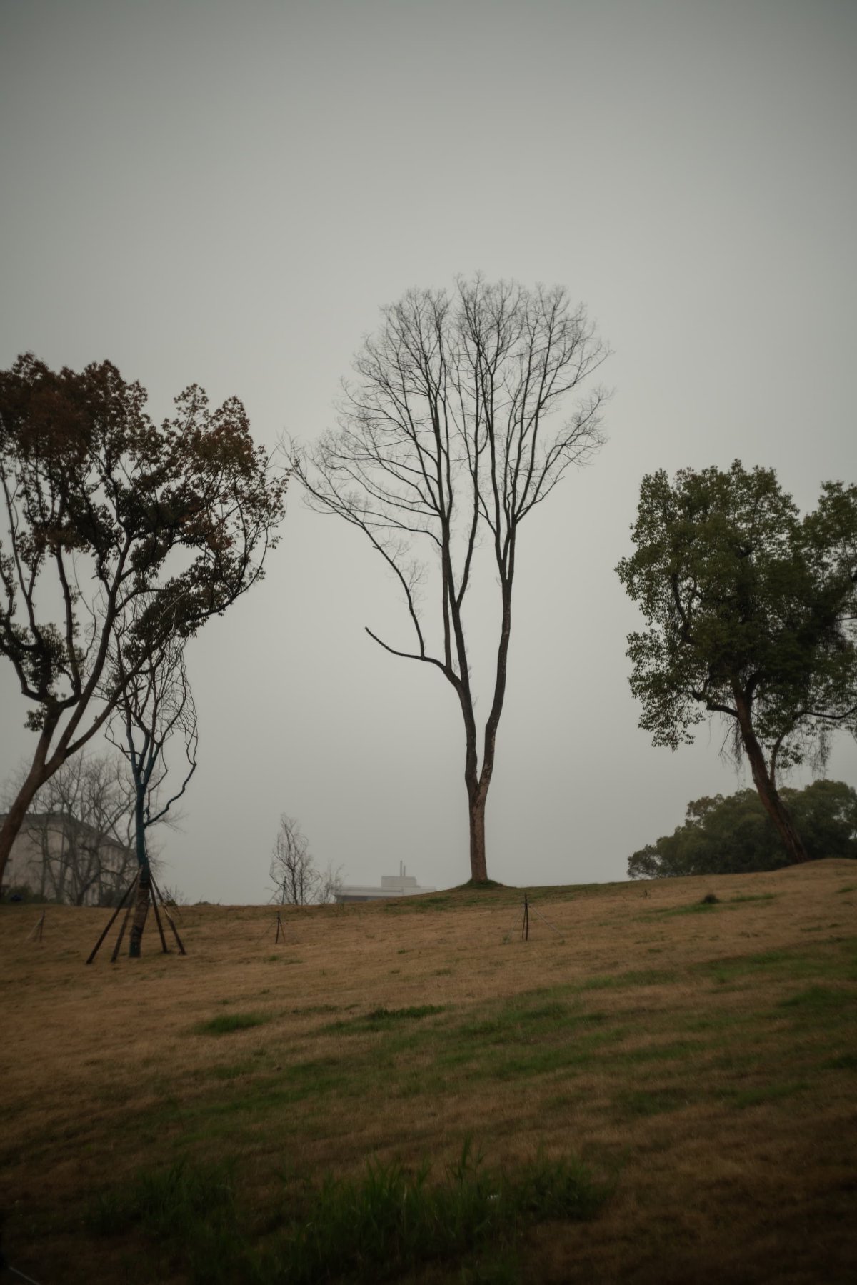 Mist