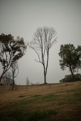 Mist
