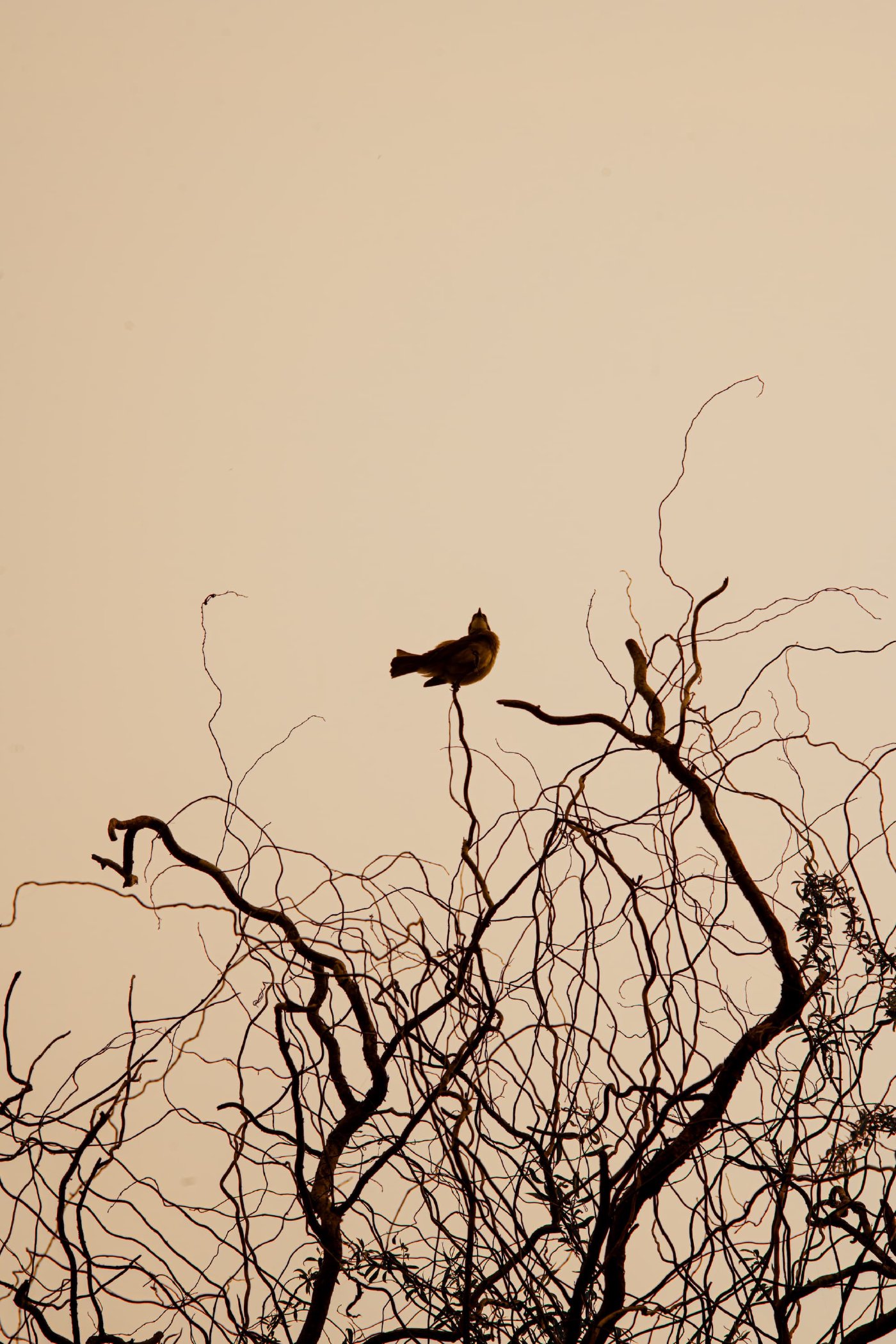 Perch