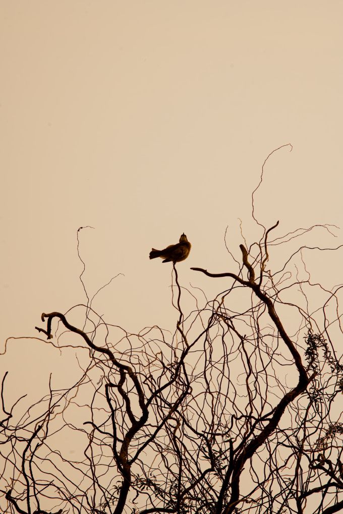 Perch