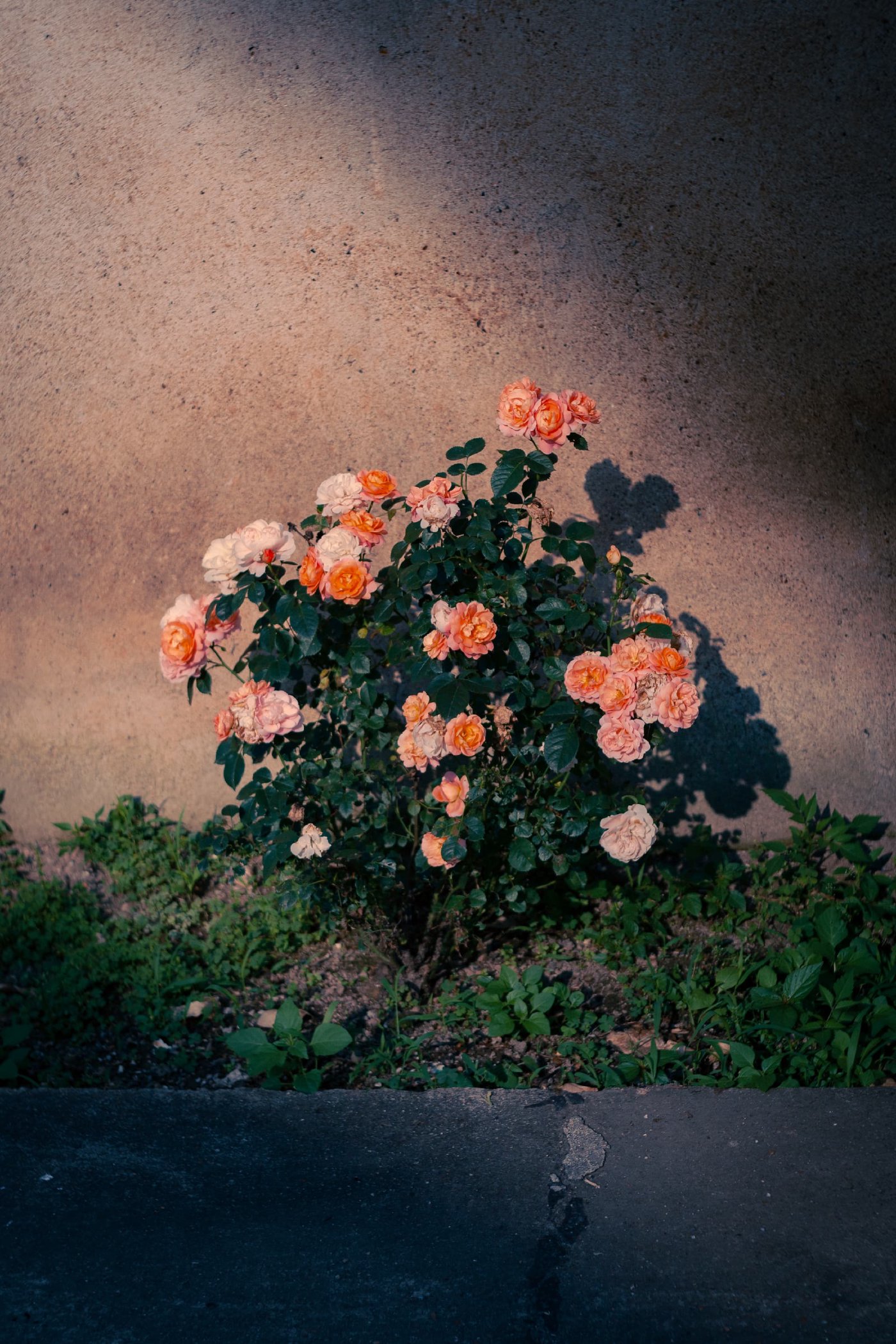 Wallflower 隅