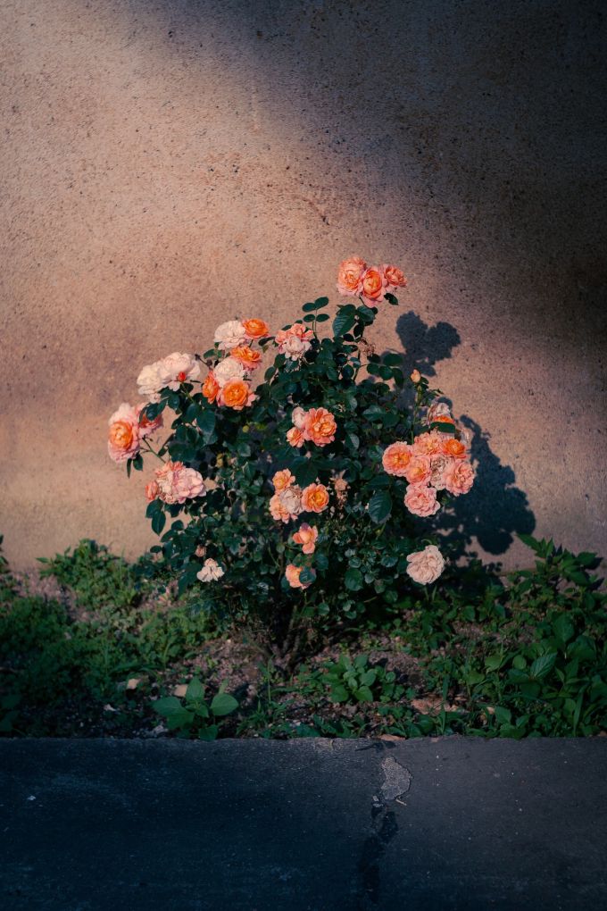 Wallflower 隅